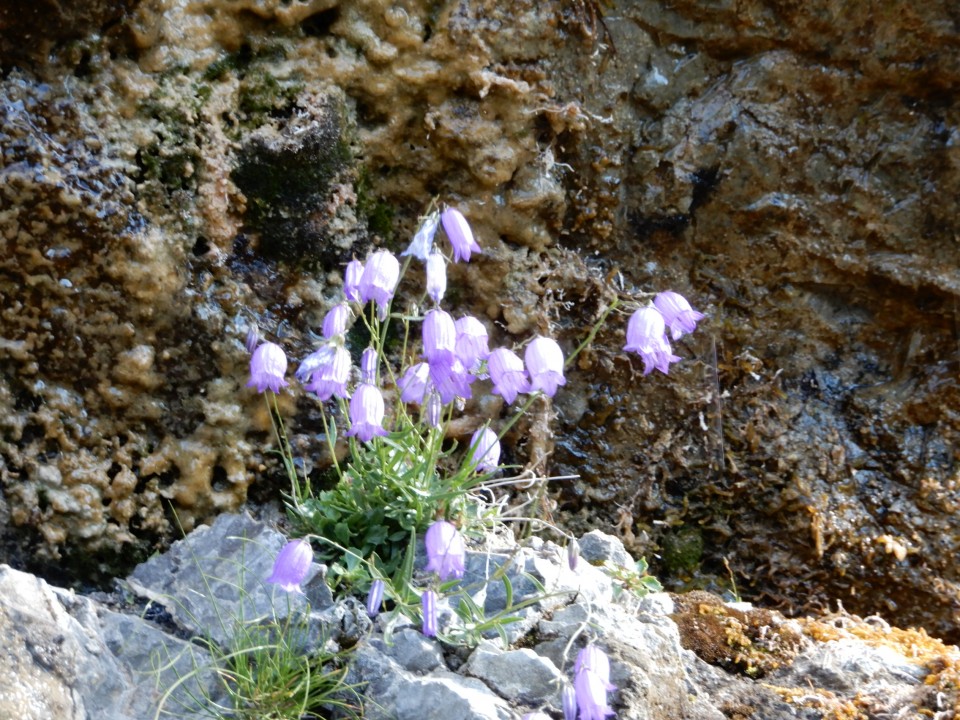 26. 8. 2021 - foto povečava