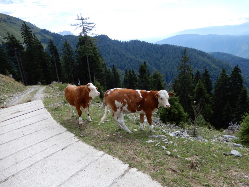 26. 8. 2021 - foto povečava