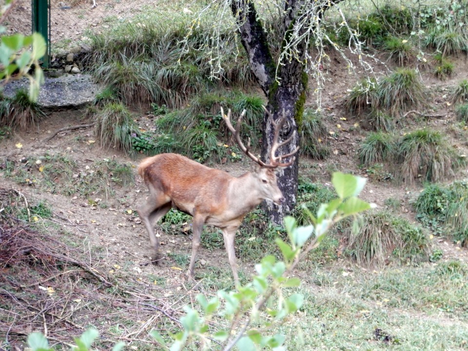 20. 9. 2021 - foto povečava