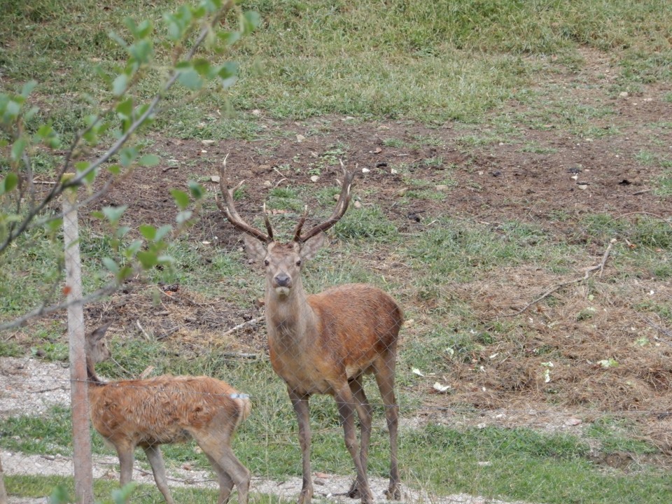 20. 9. 2021 - foto povečava