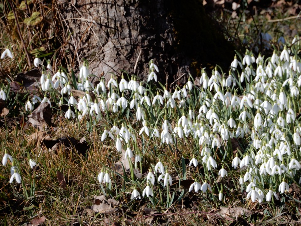 16. 2. 2022 - foto povečava