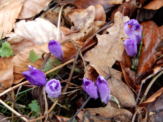 20. 2. 2022 - foto