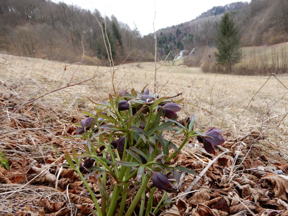 20. 2. 2022 - foto povečava