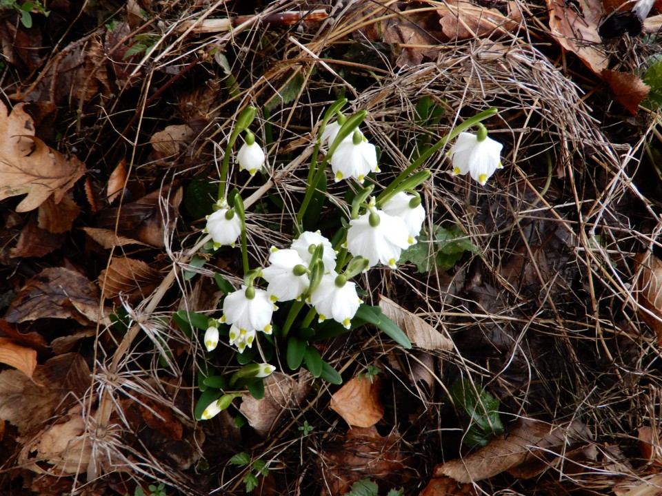 20. 2. 2022 - foto povečava