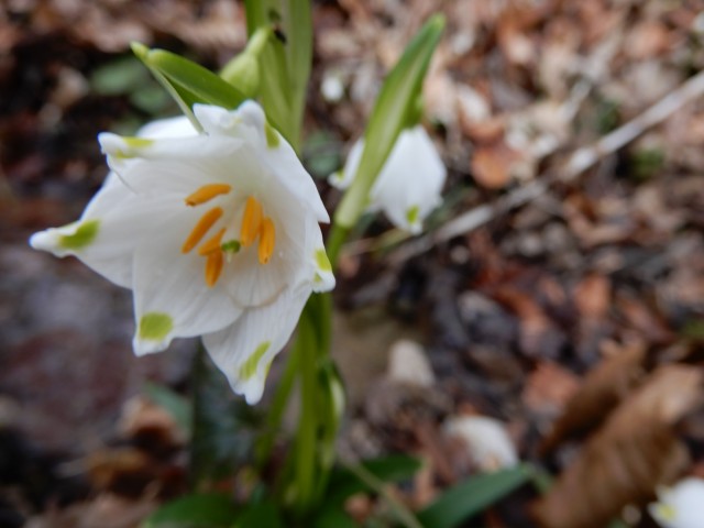20. 2. 2022 - foto