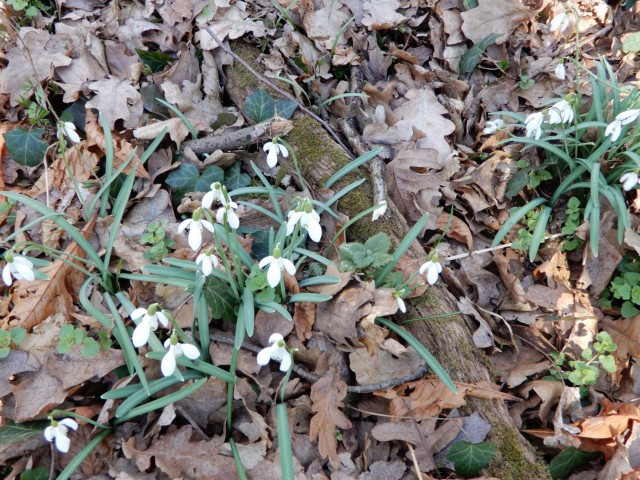 22.2. 2022 - foto