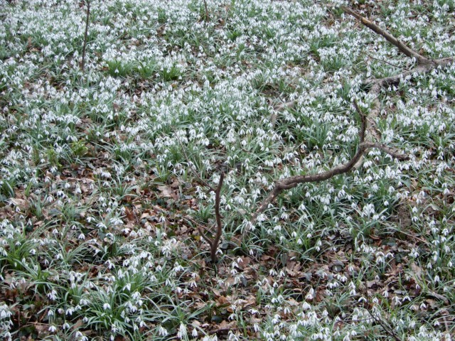 22.2. 2022 - foto