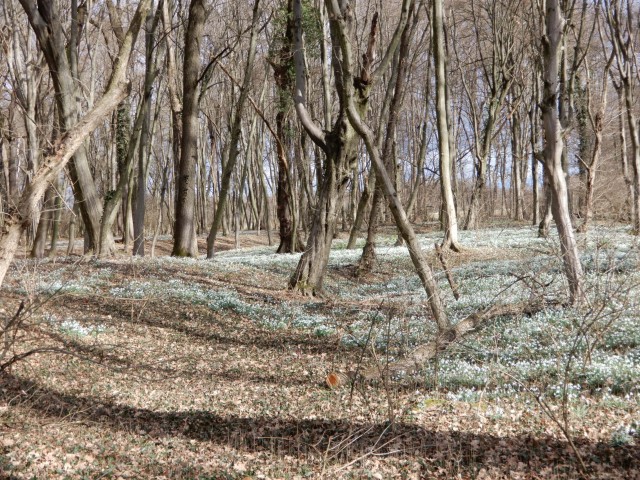 22.2. 2022 - foto