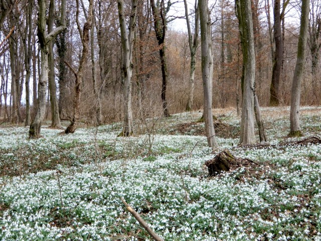22.2. 2022 - foto