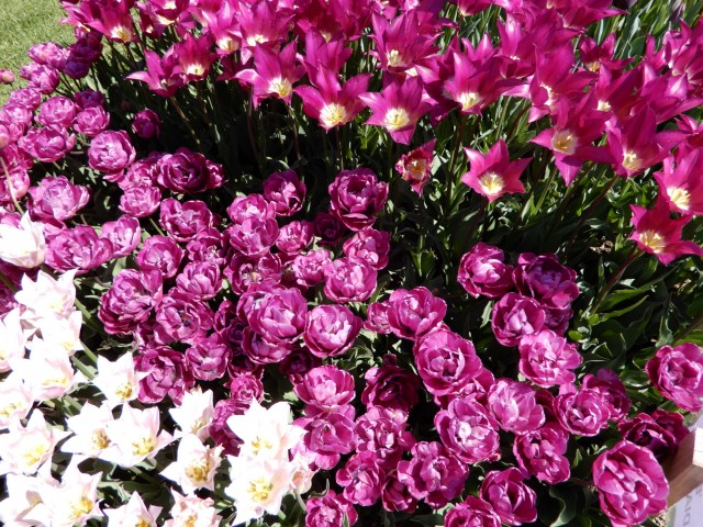 29. 4. 2022 - foto