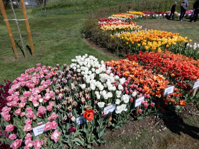 28. 4. 2022 - foto