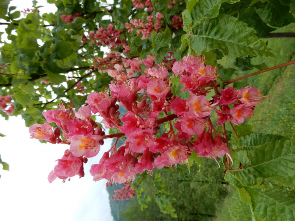 7. 5. 2022 - foto povečava