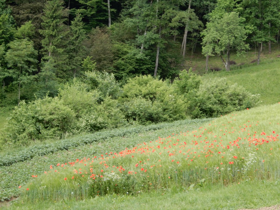 21. 5. 2022 - foto povečava