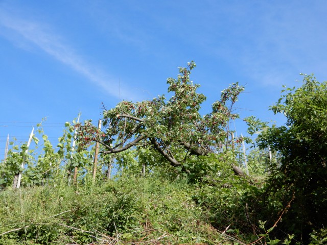 6. 6. 2022 - foto
