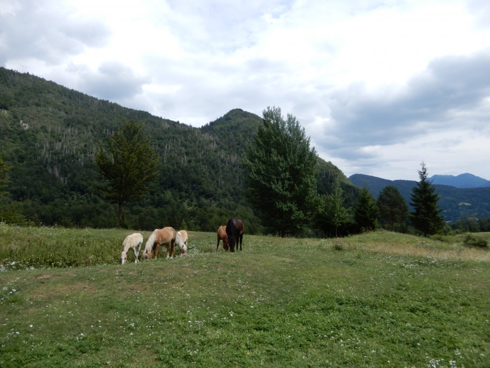 27. 7. 2022 - foto povečava