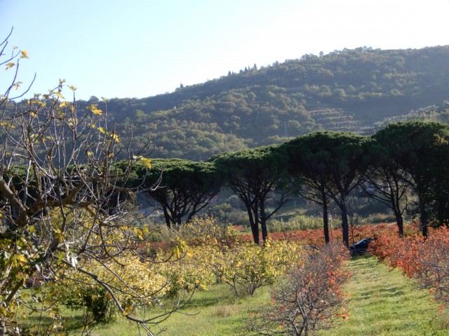 7. 11. 2022 - foto