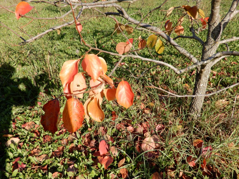 7. 11. 2022 - foto povečava