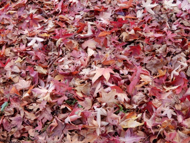 24. 11. 2022 - foto