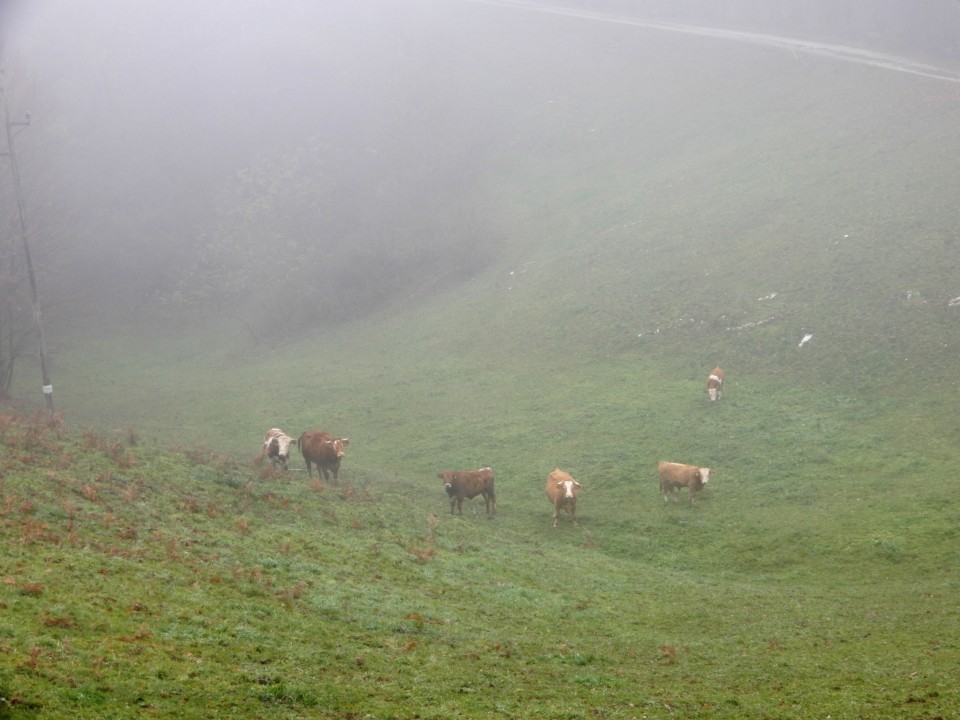 28. 11. 2022 - foto povečava