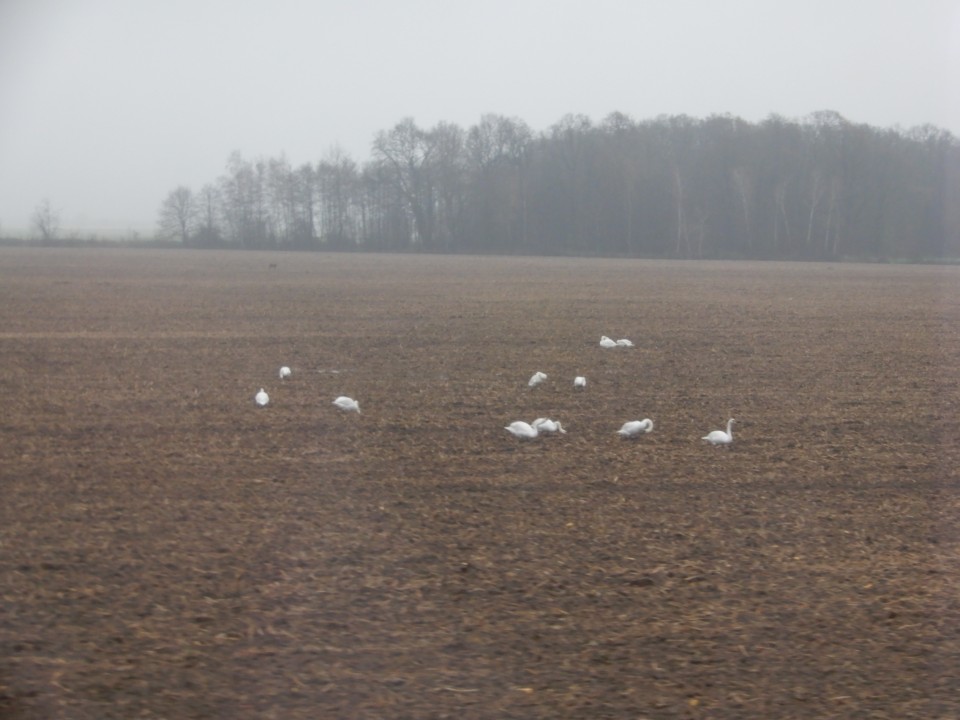 3. 12. 2022 - foto povečava