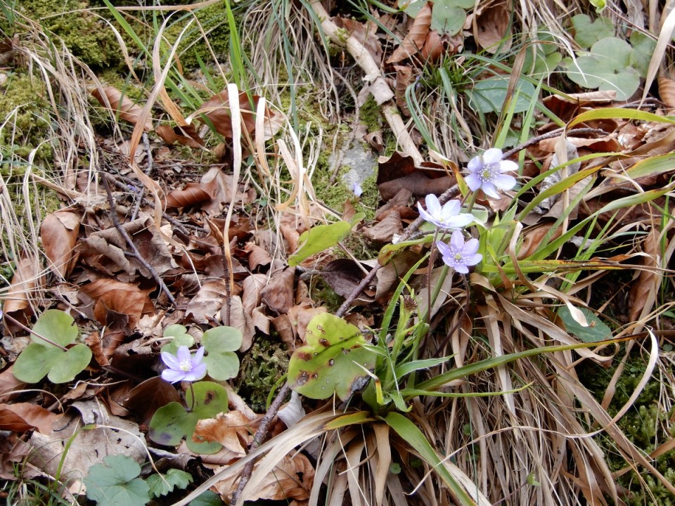 23. 3. 2024 - foto povečava