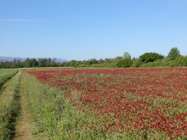 29. 4. 2024 - foto