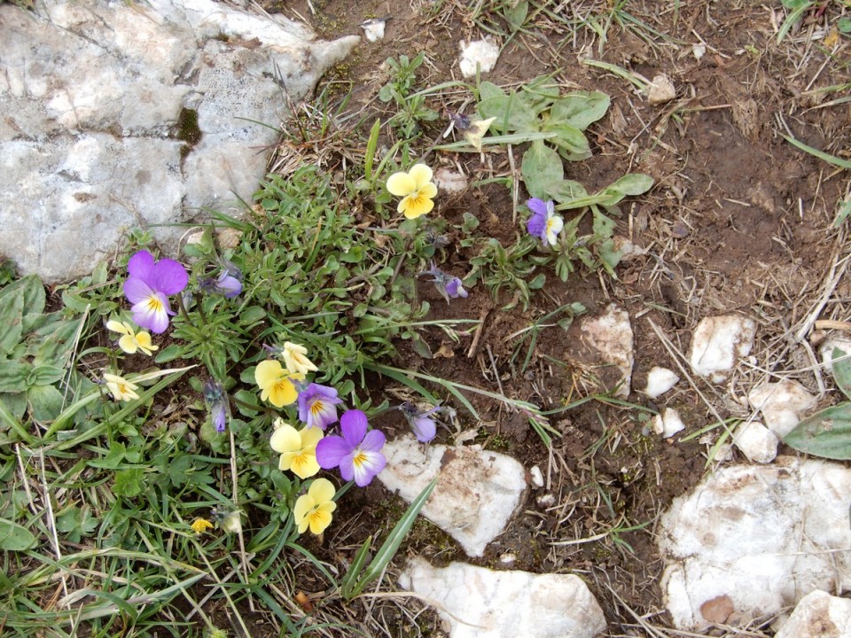 14. 5. 2024 - foto povečava