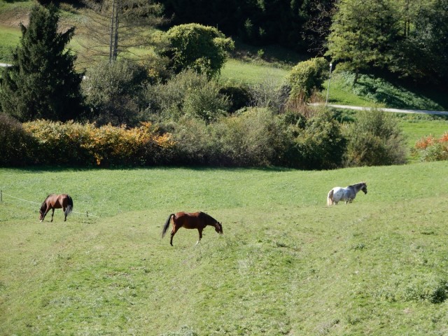 10. 10. 2024 - foto