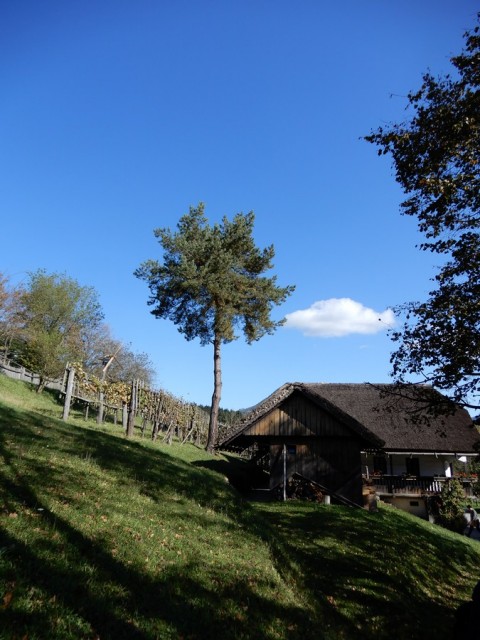 10. 10. 2024 - foto