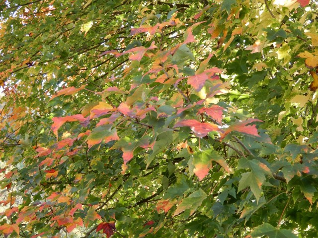 10. 10. 2024 - foto