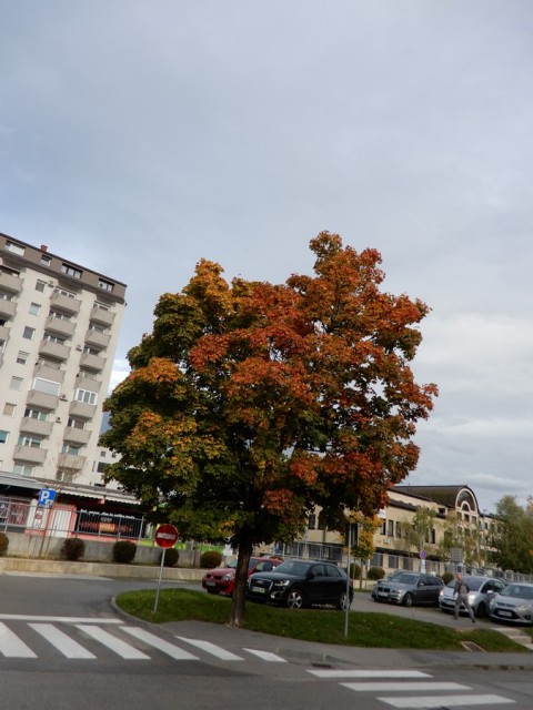 10. 10. 2024 - foto