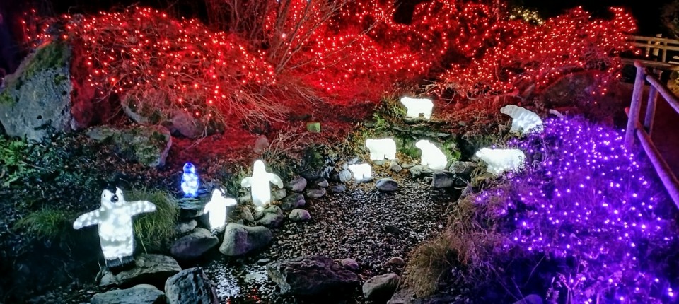 18. 12. 2024 - foto povečava