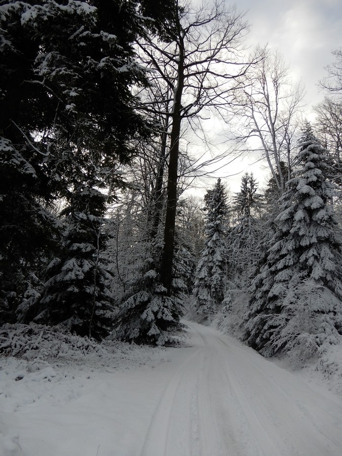 5. 1. 2025 - foto povečava
