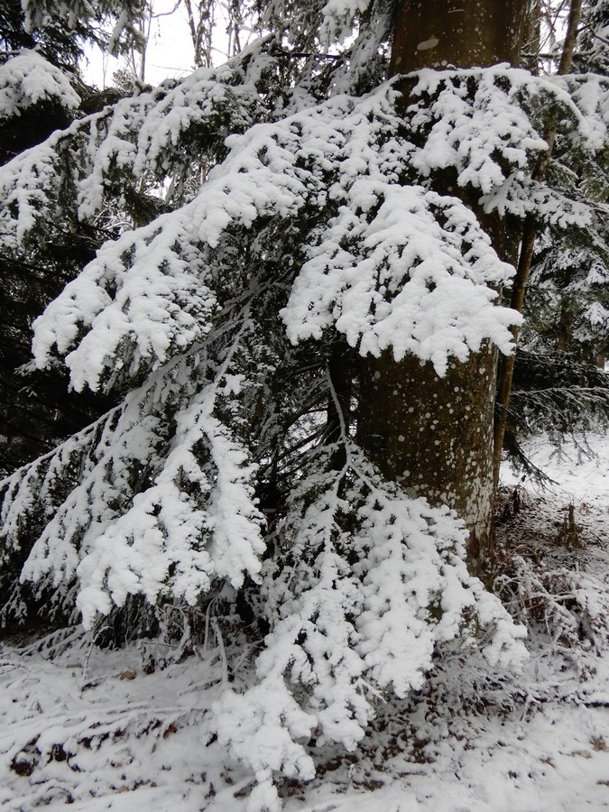 5. 1. 2025 - foto povečava