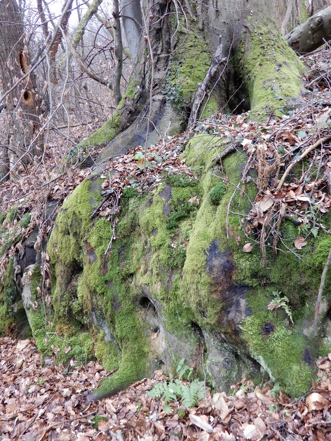 27. 1. 2025 - foto povečava