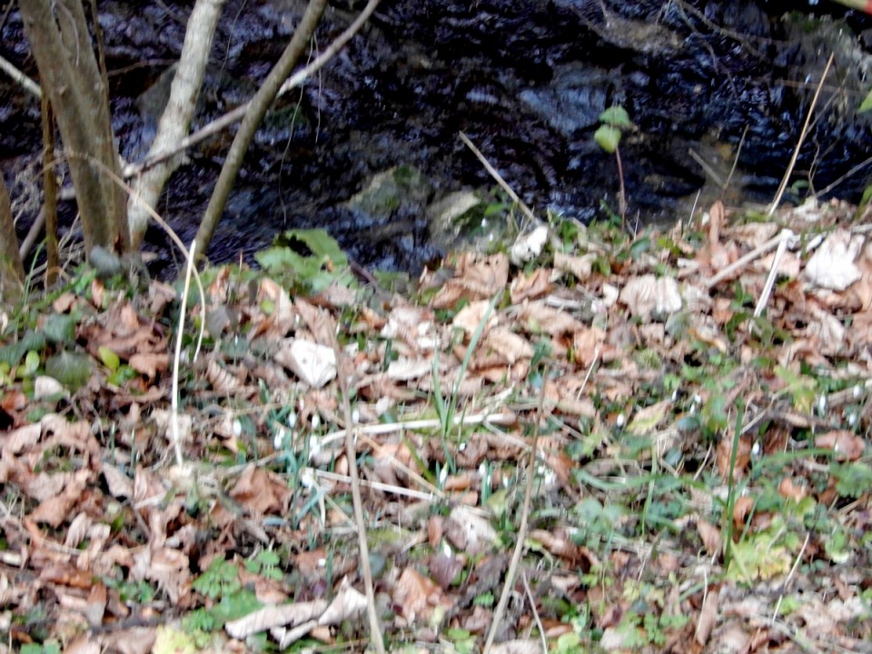 10. 2. 2025 - foto povečava