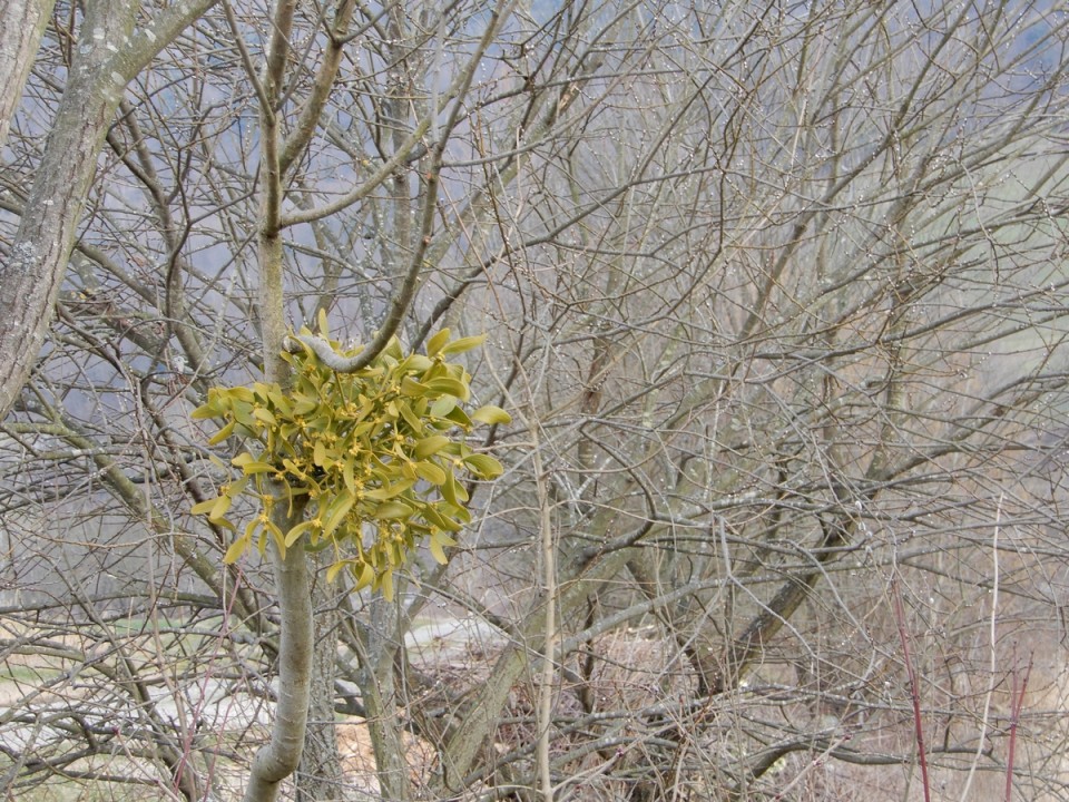 17. 2. 2025 - foto povečava