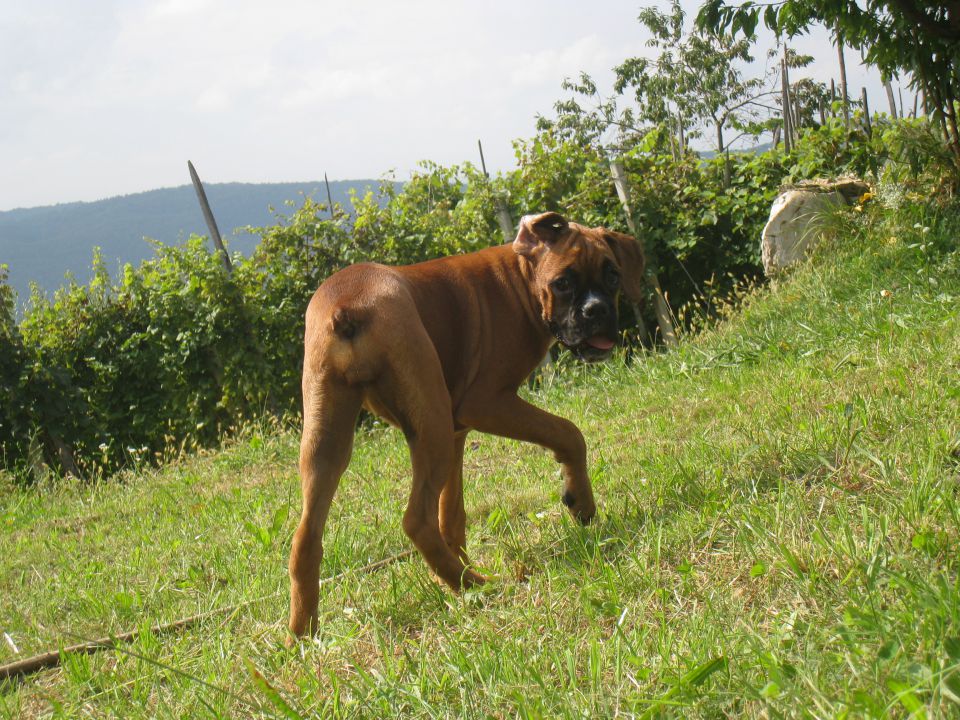Drina - foto povečava