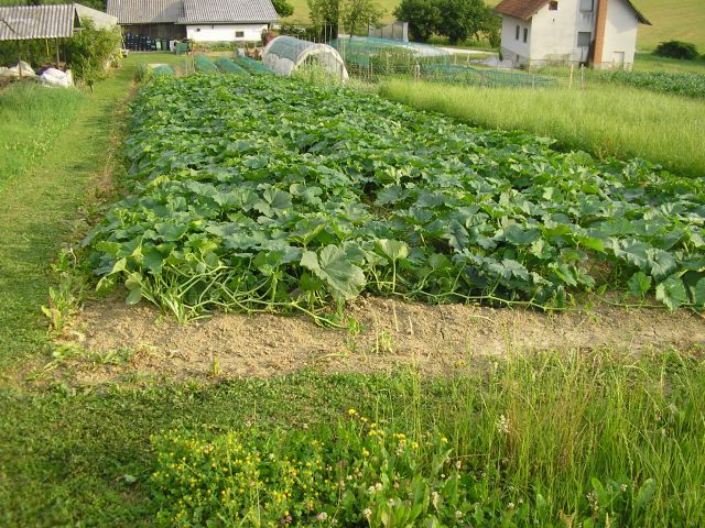 BUČE GOLICE 25.6.12