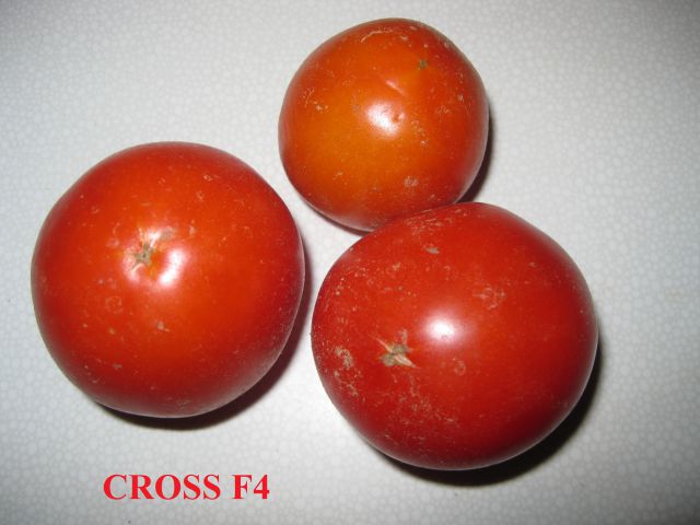 CROSS F4