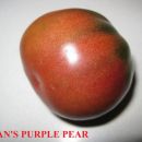 EVAN'S PURPLE PEAR