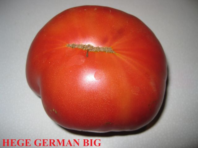 HEGE GERMAN BIG