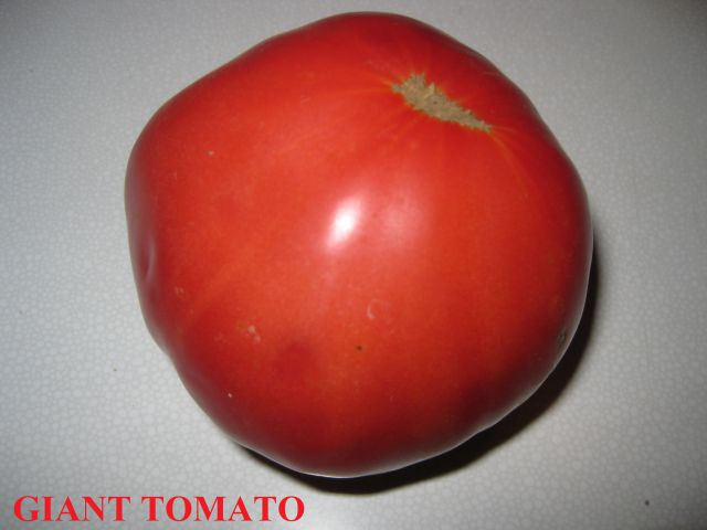 GIANT TOMATO