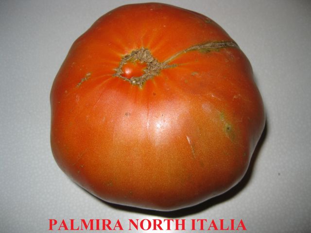 PALMIRA NORTH ITALIA