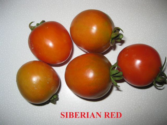 SIBERIAN RED