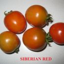 SIBERIAN RED