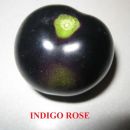 INDIGO ROSE