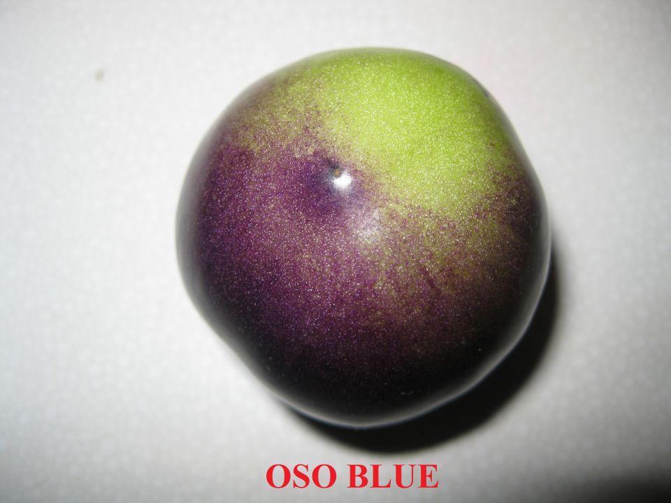 OSO BLUE