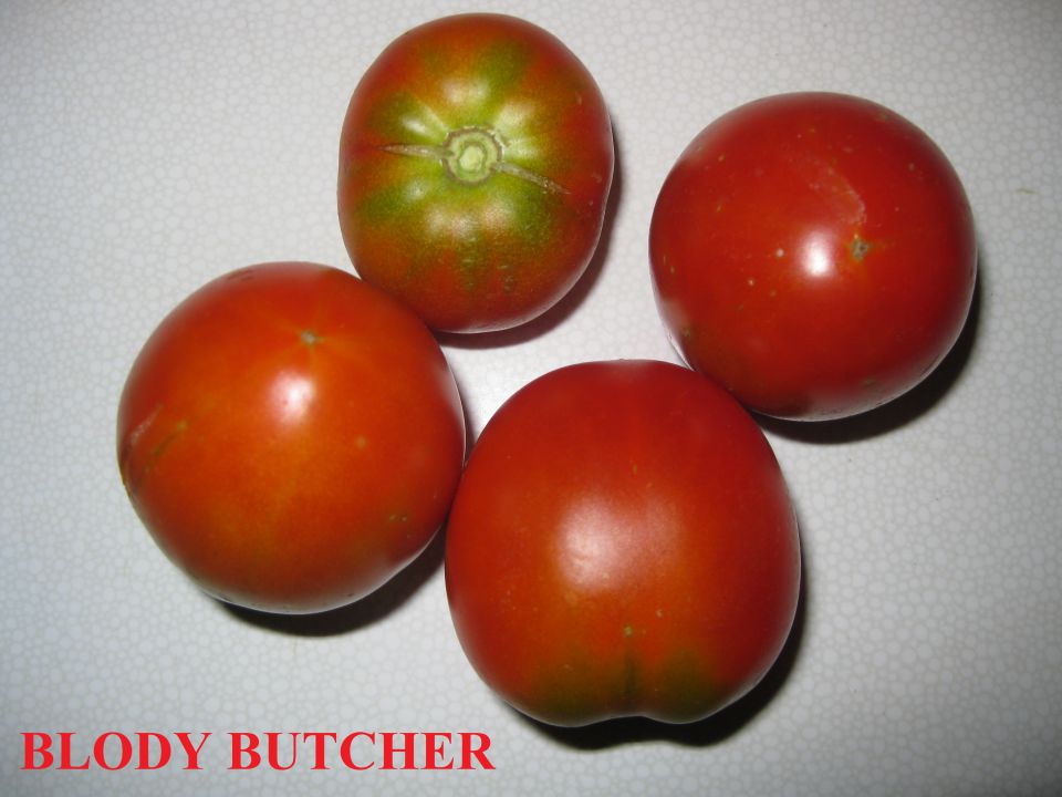 BLODY BUTCHER