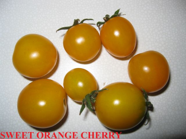 SWEET ORANGE CHERRY